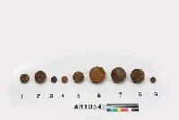 藏品(砲丸﹝大小﹞)的圖片